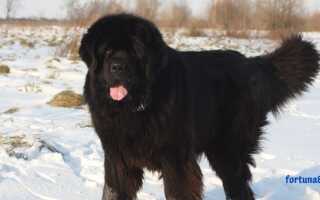Большая черная собака: толкование сна для женщины, для мужчины, для незамужней девушки